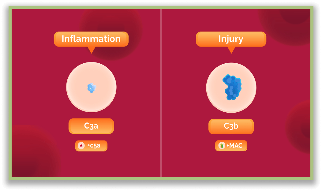 Complement system 1 1 graphic